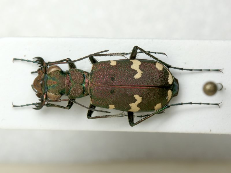 Cicindela talychensis Chaudoir, 1846